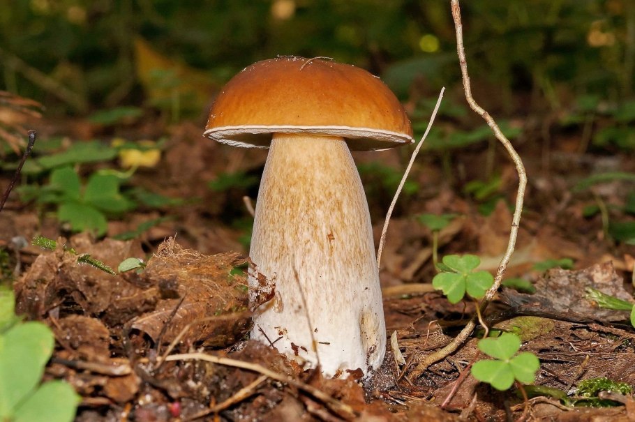 Boletus edulis – белый гриб