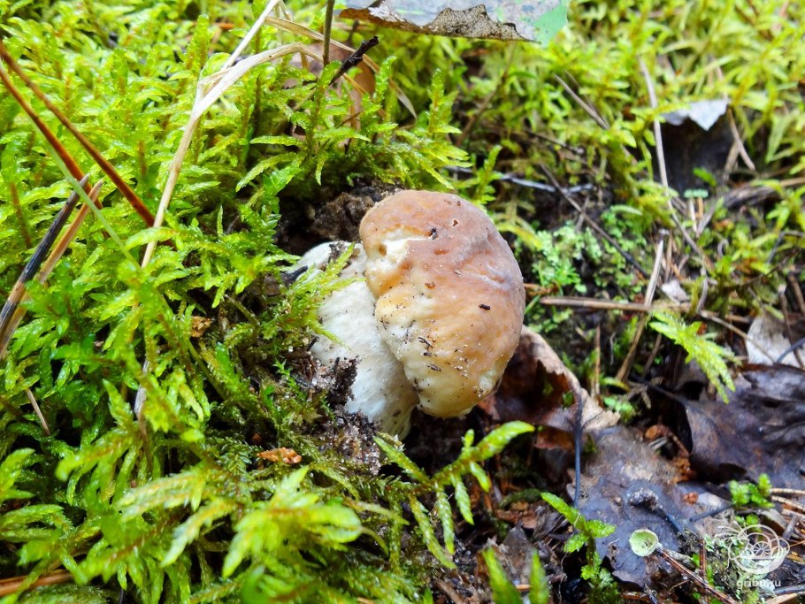 Белый гриб в Березовом лесу фото