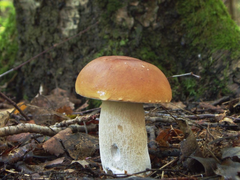 Грибы в березовой роще