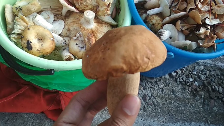 Ножка гриба