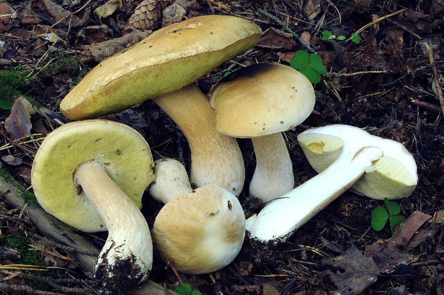 Белый гриб берёзовый Boletus betulicola