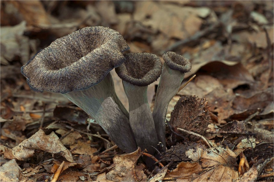 Вороночник трубчатый гриб