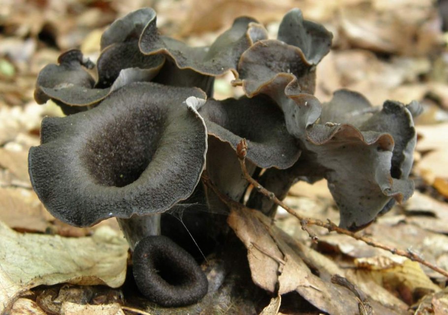 Вороночник рожковидный гриб