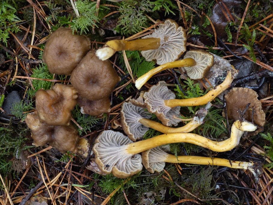 Гриб Cantharellus tubaeformis.