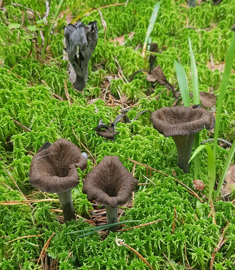 Вороночник рожковидный гриб