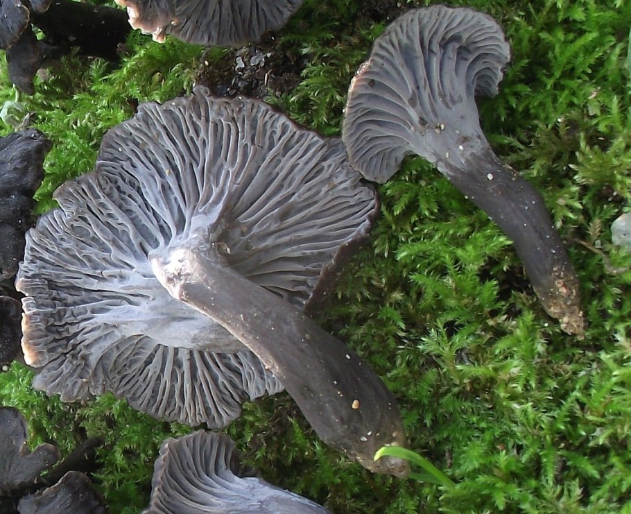 Воронник рожковый гриб