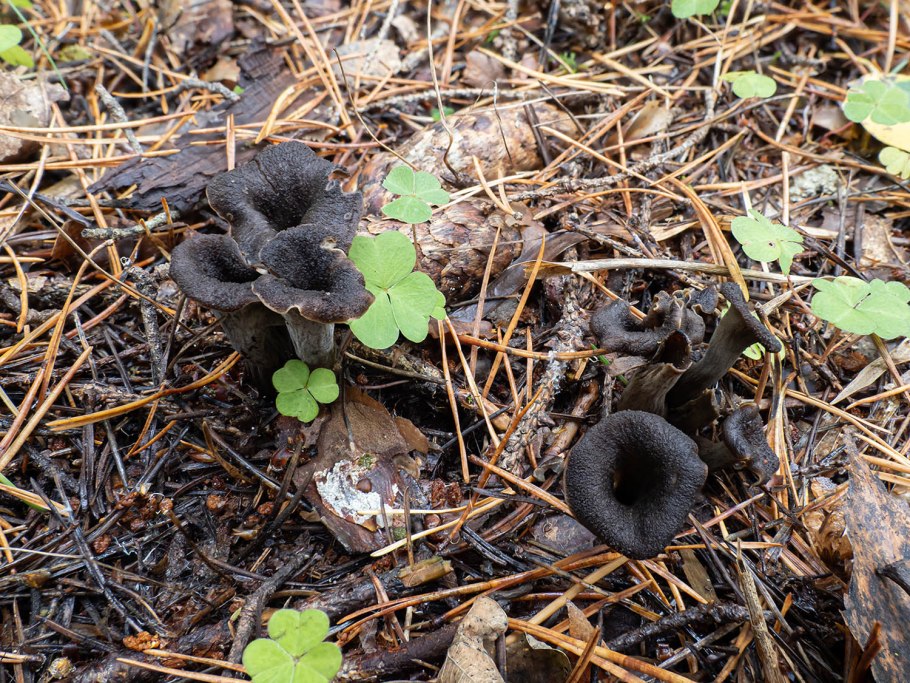 Вороночник рожковидный в Подмосковье