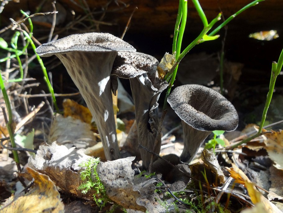 Вороночник рожковидный (Craterellus cornucopioides)