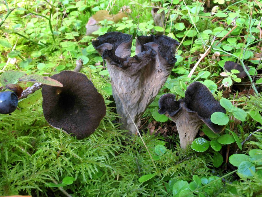 Кратереллус воронковидный, Лисичка серая