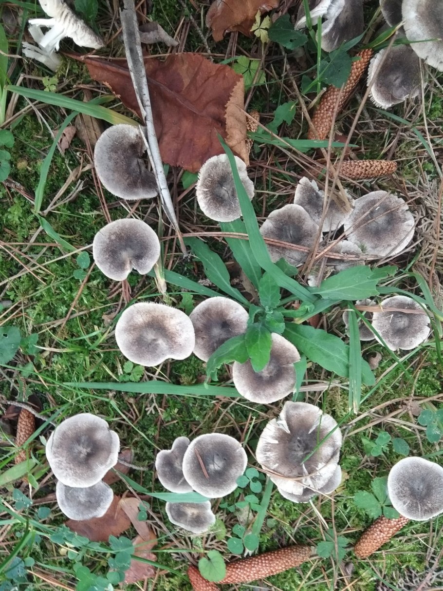 Рядовка землистая Tricholoma terreum