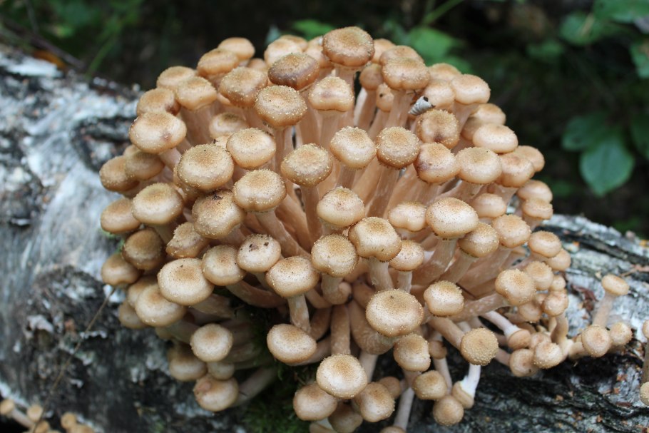 Опёнок осенний (Armillaria mellea)
