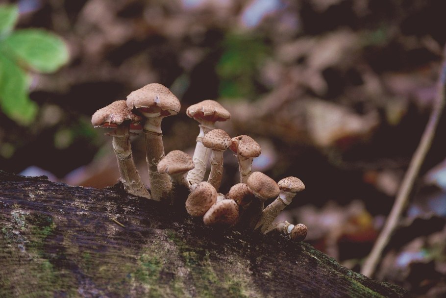 Возбудитель – опенок осенний – Armillaria mellea