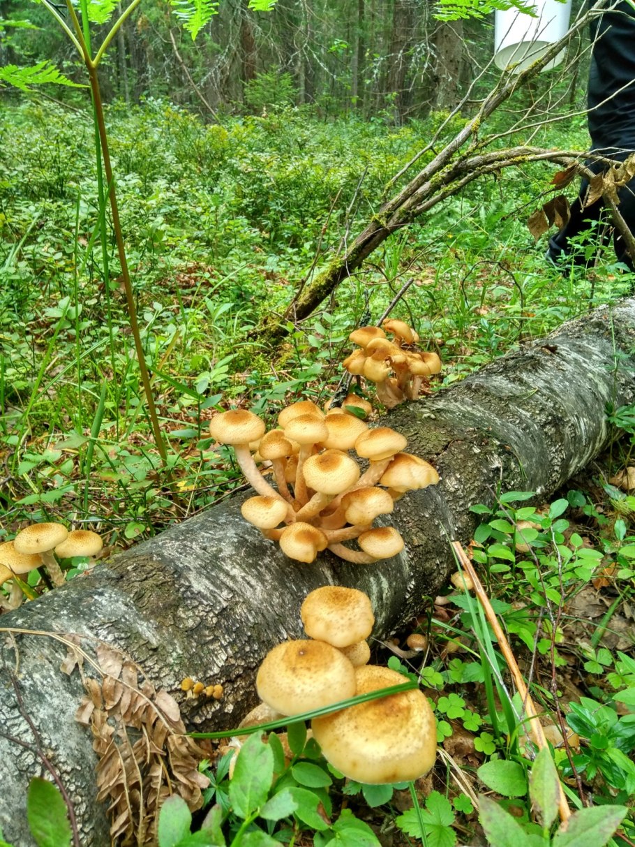 Опенок осенний (Armillaria mellea; Armillaria Borealis