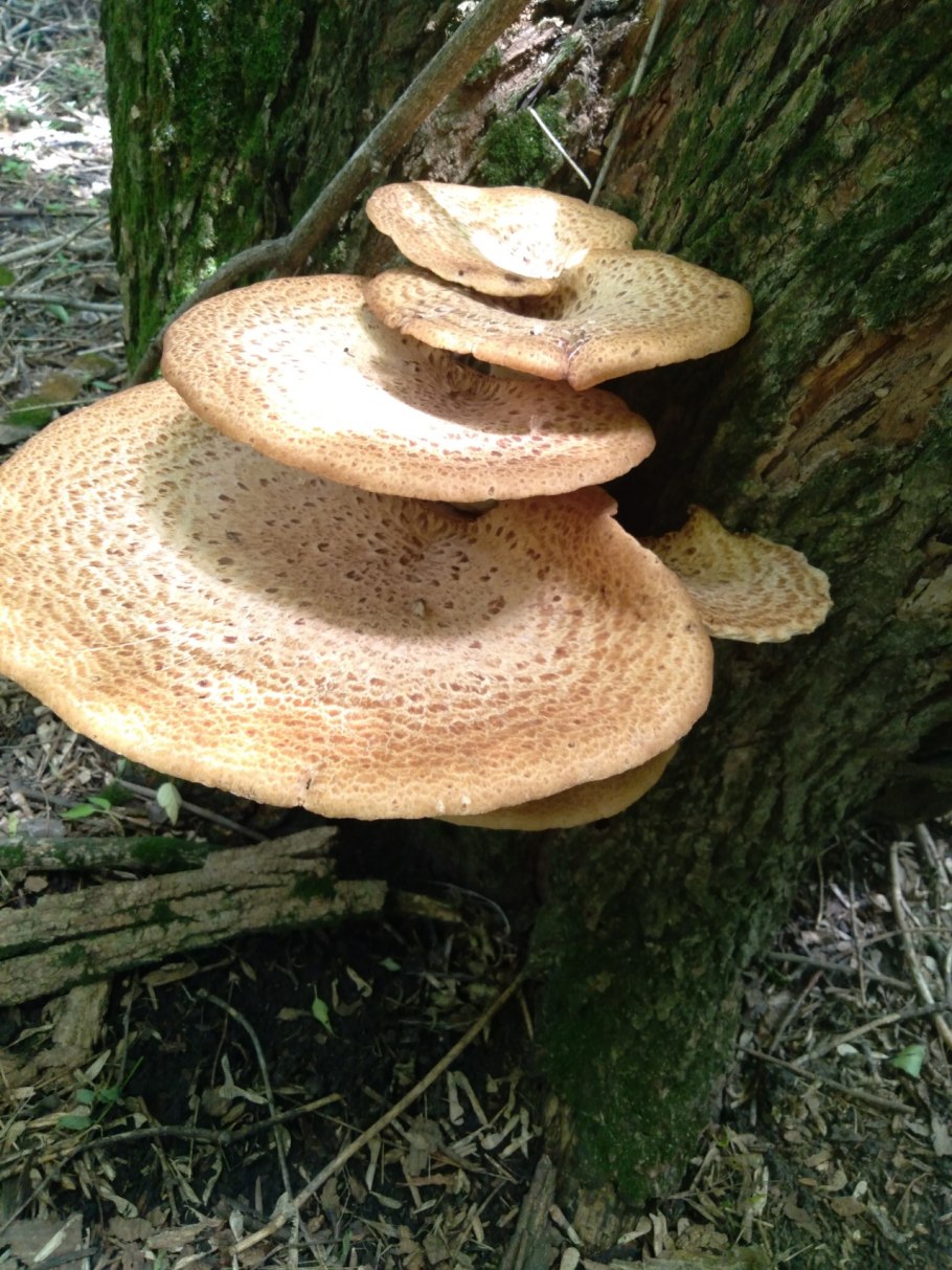 Трутовик чешуйчатый Polyporus squamosus