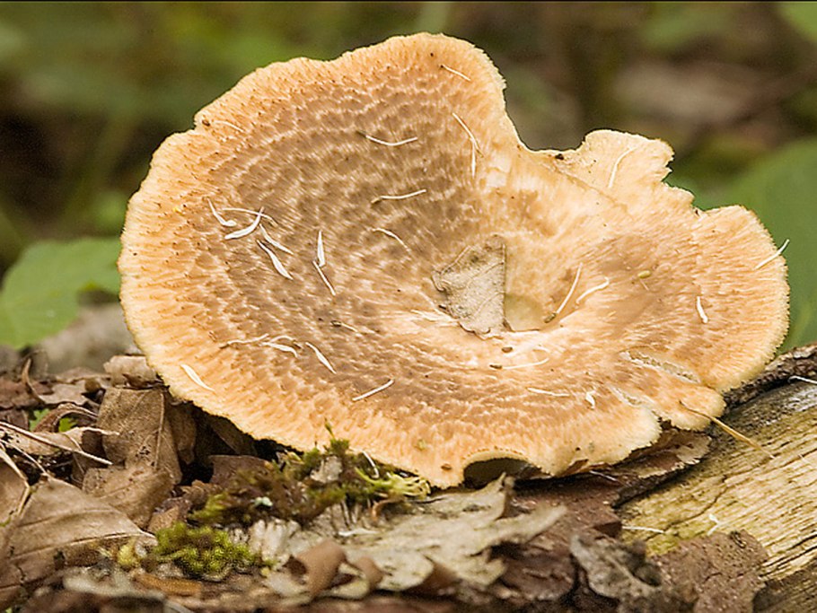 Полипорус клубненосный Polyporus tuberaster