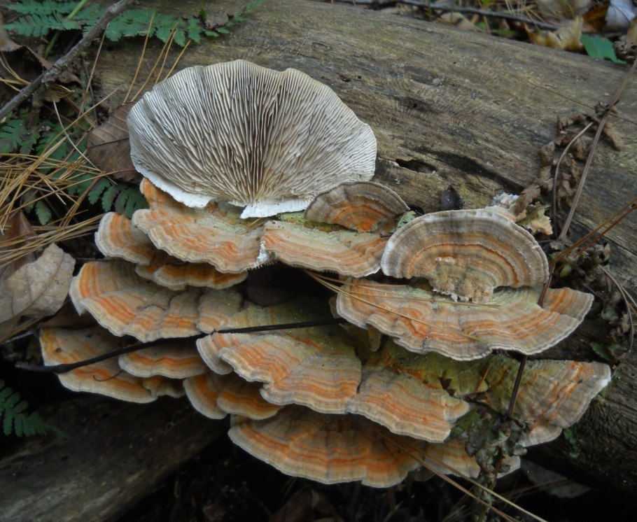 Бугристый трутовик Дедалеопсис