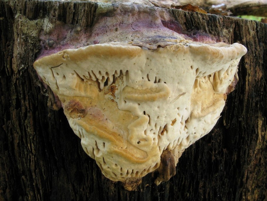 Древесный гриб рейши