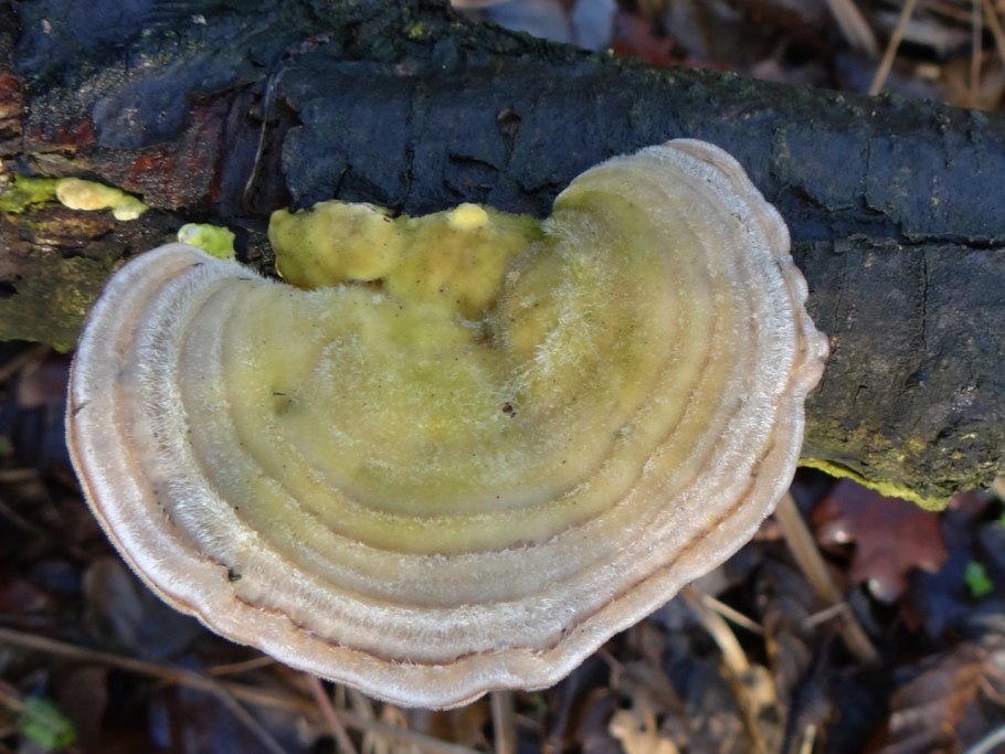 Трутовик осенний