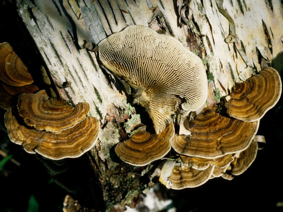 Лензитес березовый Lenzites betulina