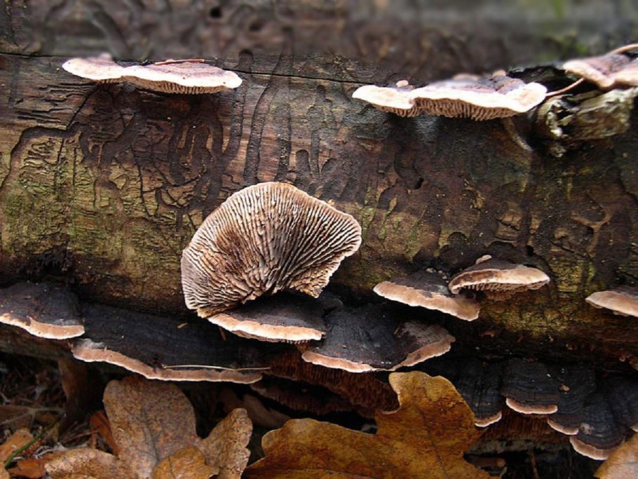 Гименофор трутовика