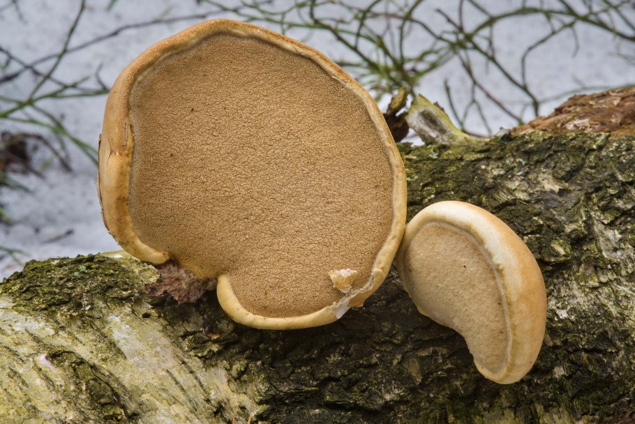 Ганодерма целебная