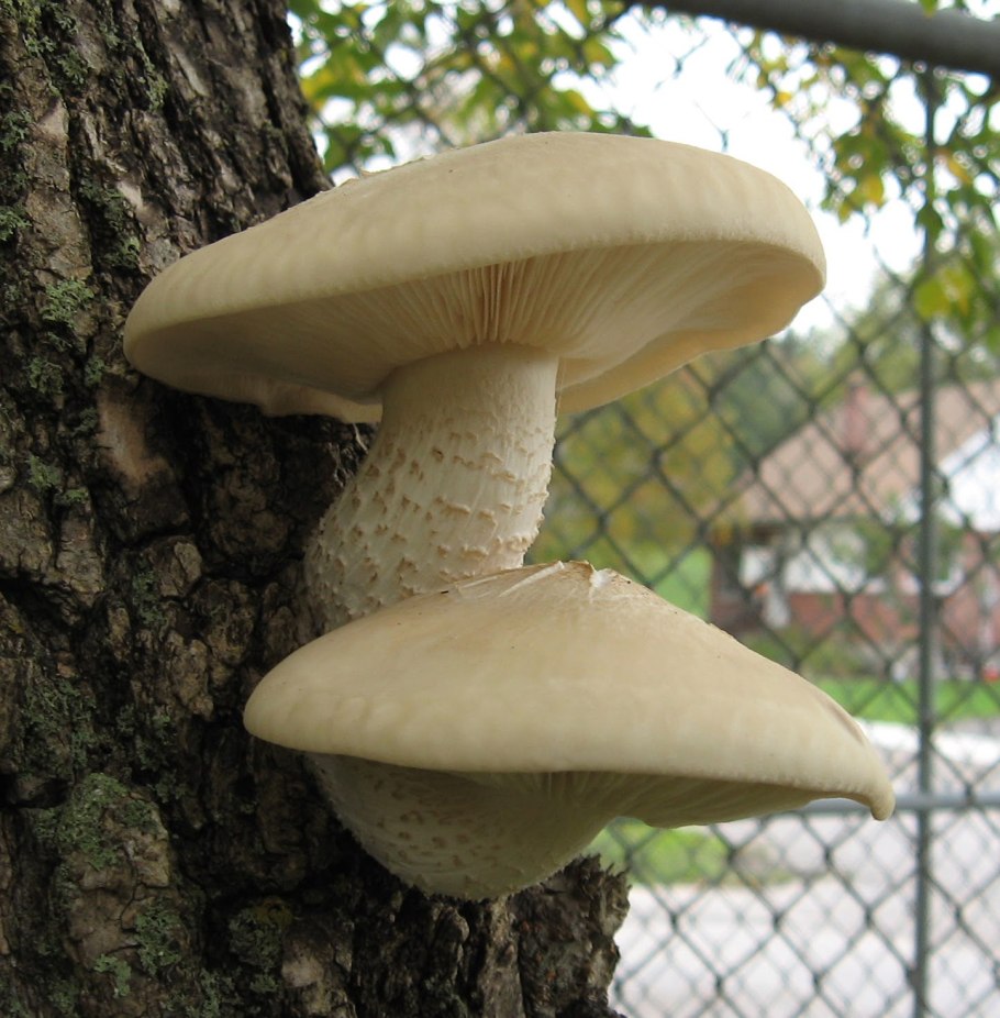 Вешенка ильмовая (ильмовый гриб)