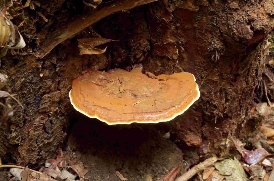 Ганодерма гриб рейши