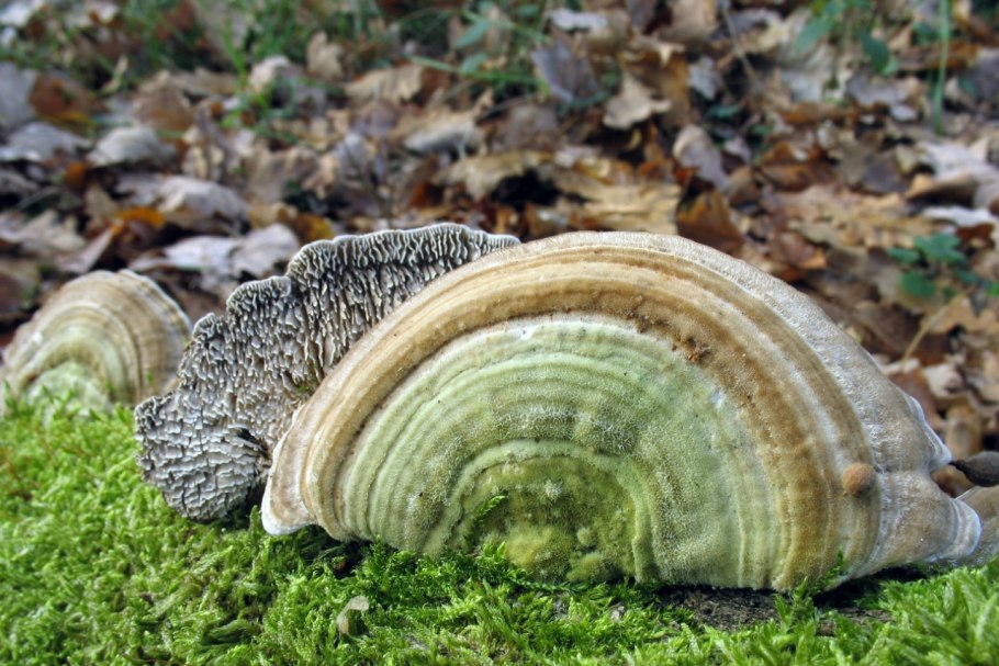 Панеллюс стиптикус