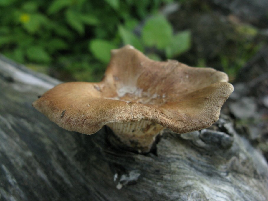 Gloeophyllum sepiarium