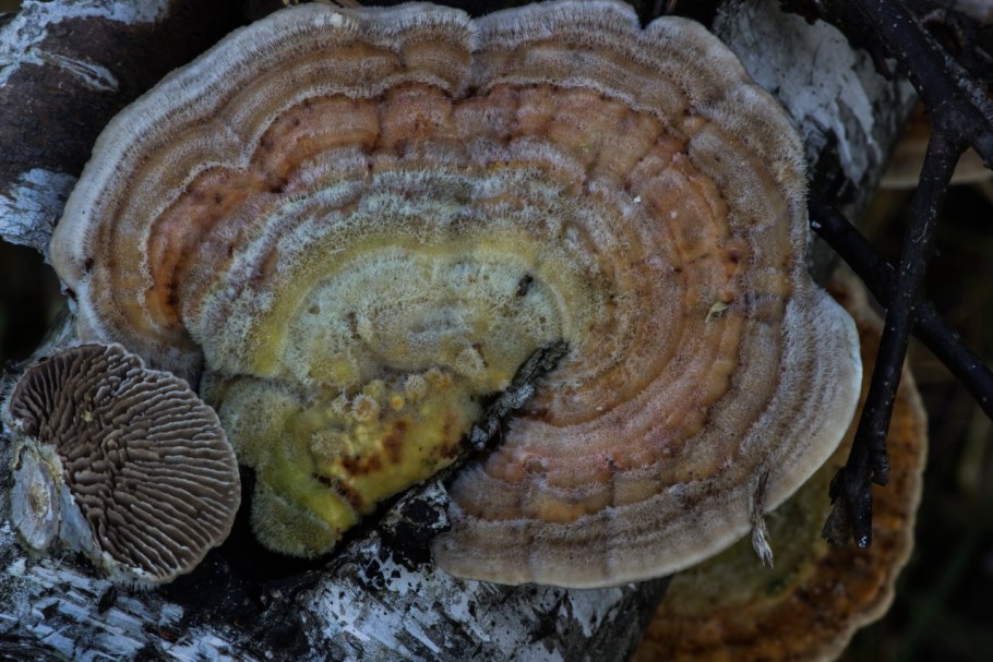 Лензитес березовый lenzites betulina