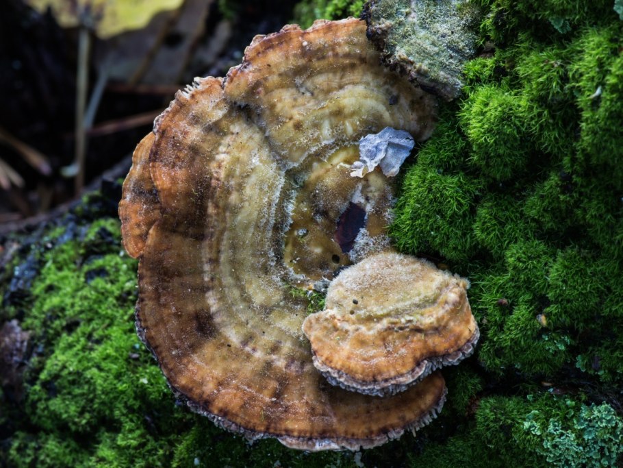 Березовый пластинчатый трутовик