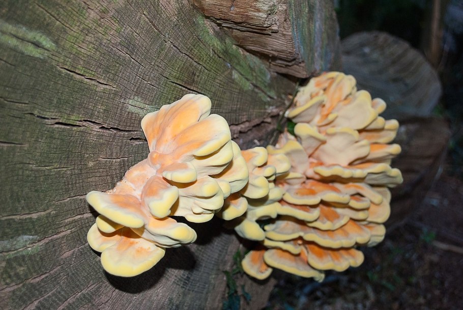 Вешенка Голубиная Pleurotus columbinus