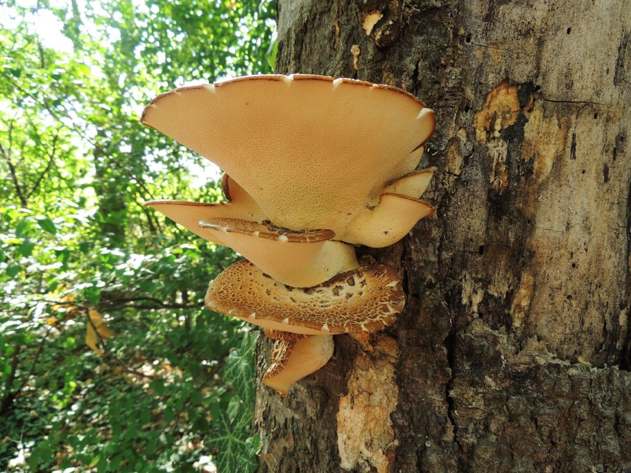 Трутовик чешуйчатый polyporus squamosus