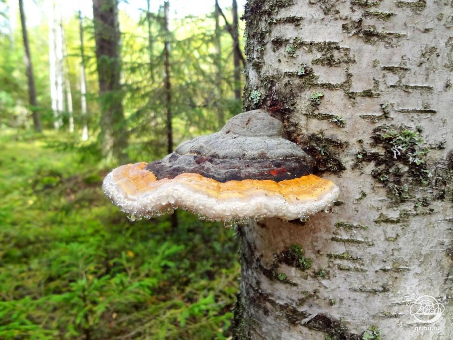 Гриб трутовик чага