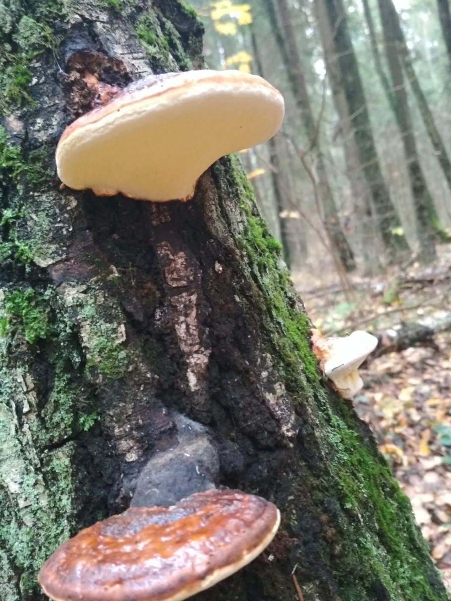 Трутовик Сосновый