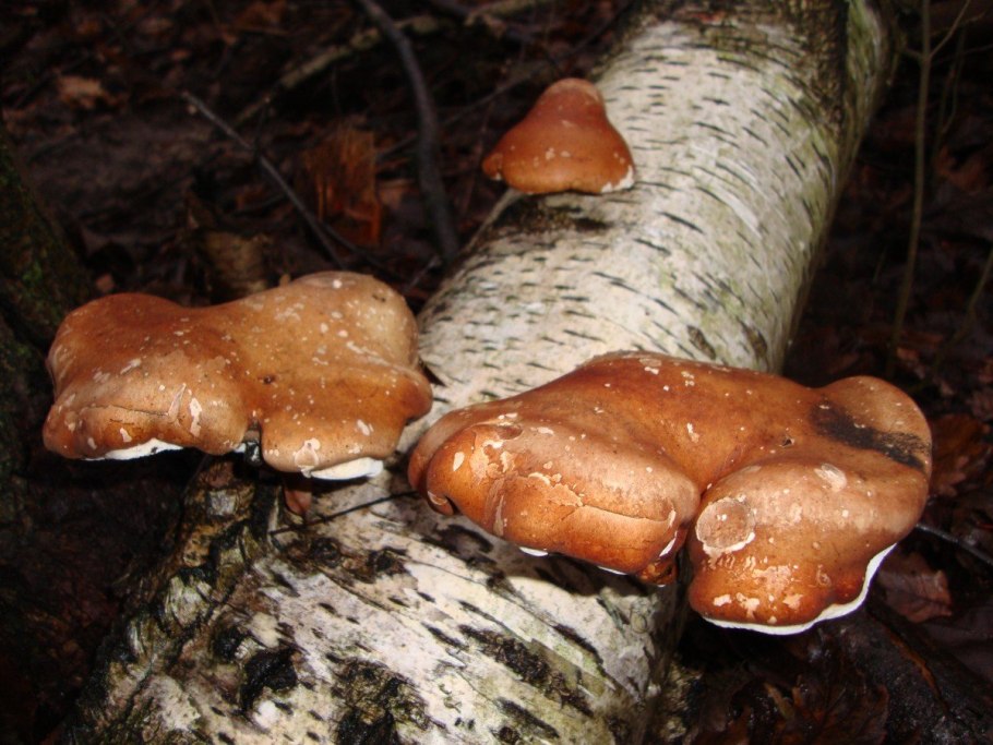 Piptoporus betulinus