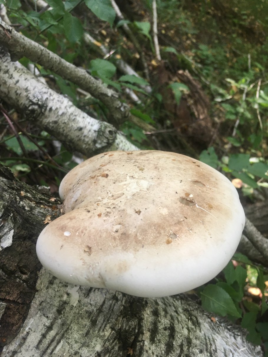 Трутовик берёзовый (Fomitopsis betulina)