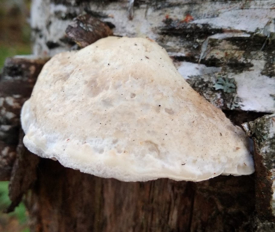 Tyromyces chioneus – тиромицес белоснежный