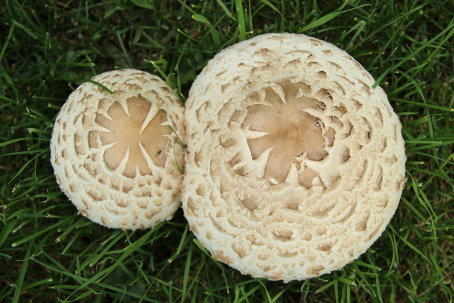 Круглый коричневый гриб