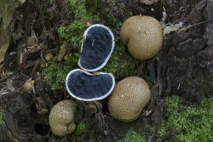 Scleroderma citrinum гриб