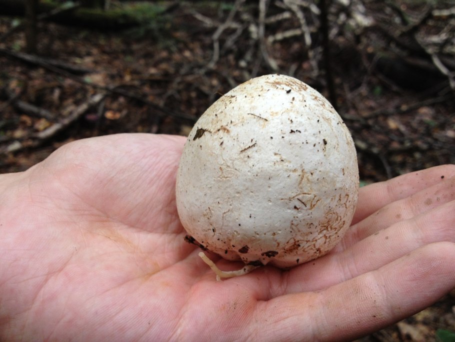 Круглые грибы без ножки