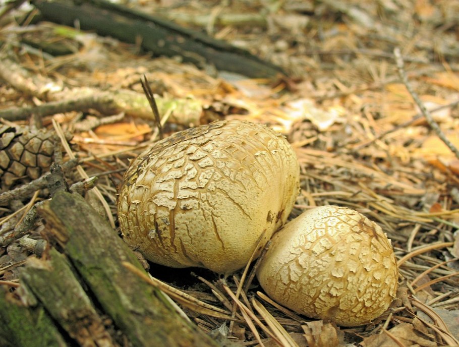 Круглый гриб в песке