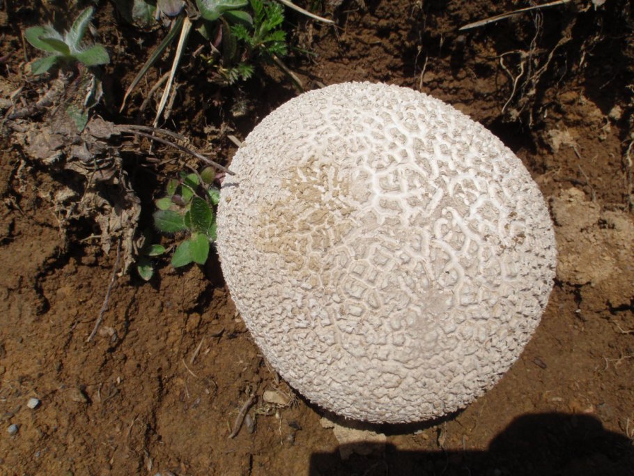 Гриб ГОЛОВАЧ мешковатый