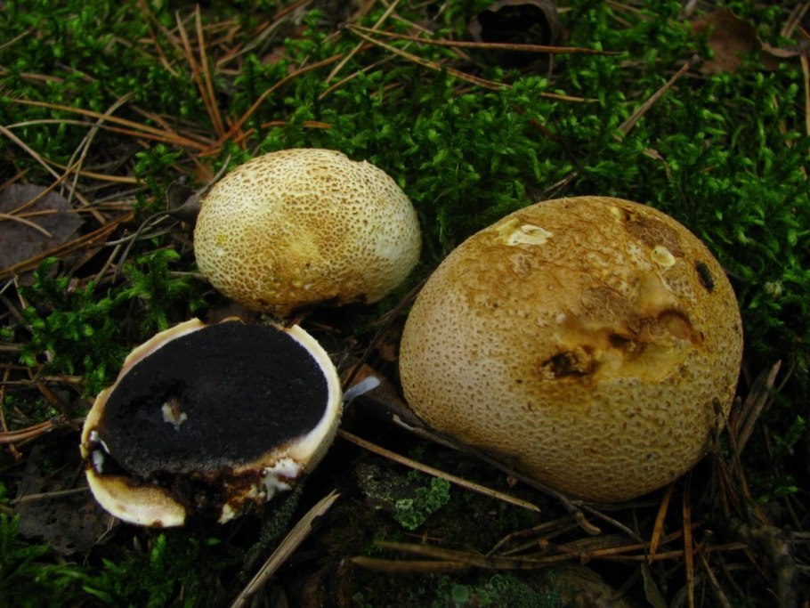 Scleroderma citrinum Ложнодождевик обыкновенный