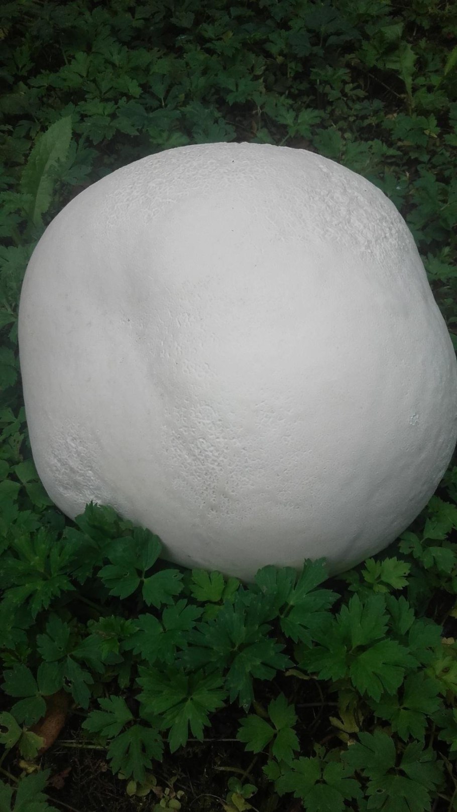 Гриб ГОЛОВАЧ гигантский