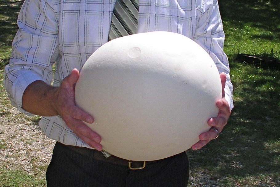 Гриб ЛАНГЕРМАНИЯ ГОЛОВАЧ