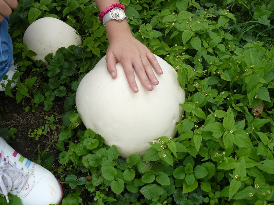 Гриб Calvatia gigantea