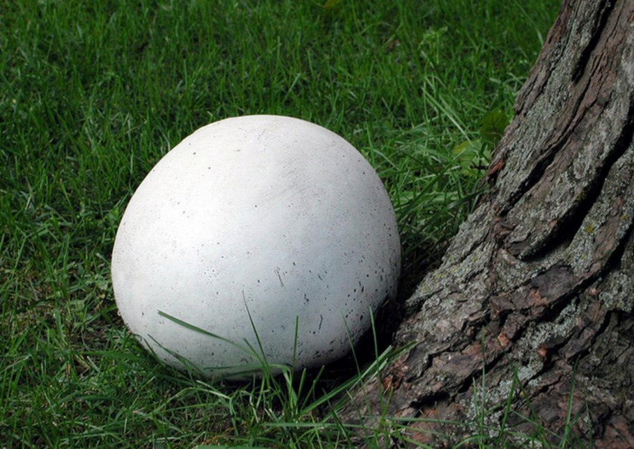 Гриб Calvatia gigantea