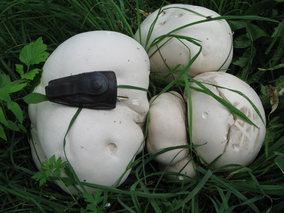 Гриб ГОЛОВАЧ мешковатый