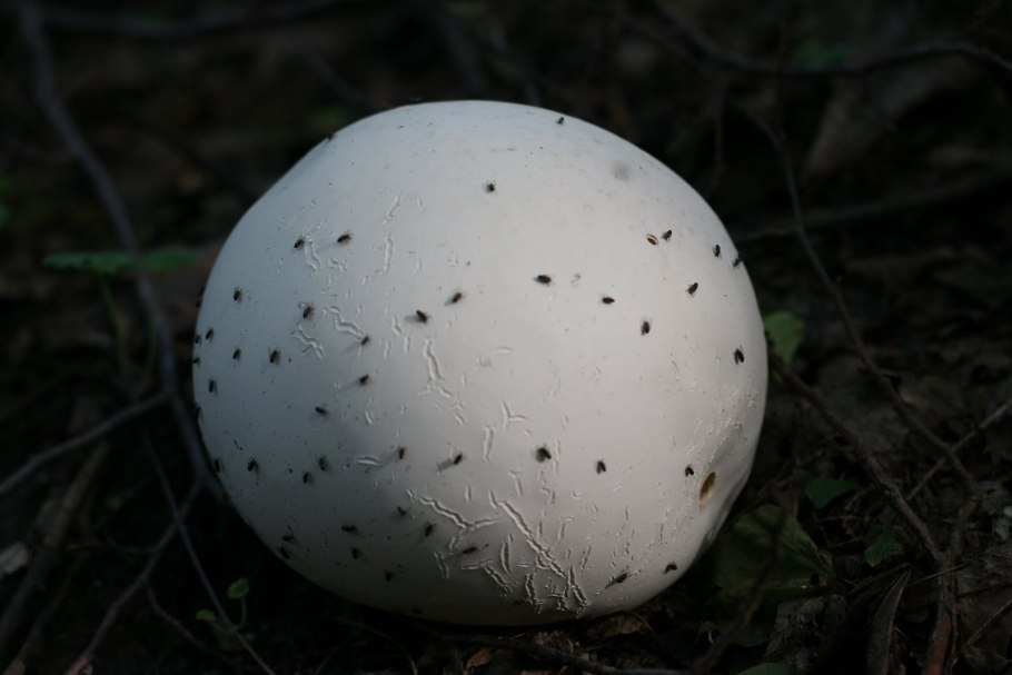 Гриб лангерманния гигантская